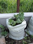 DSCN5975.JPG