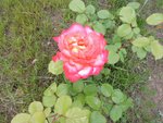 DSCN6664.JPG