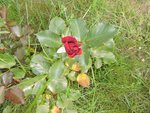DSCN7394.JPG