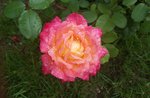 20160911_121747.jpg