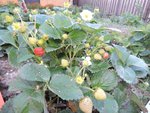 DSCN7447.JPG