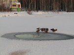 IMG_1332.JPG