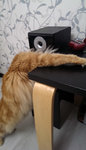 coon071217.jpg