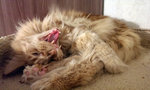 coon_yawn_1.jpg