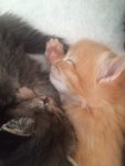 IMG-20170709-WA0012.jpg