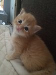 IMG-20170709-WA0010.jpg