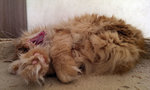 coon_yawn_2.jpg