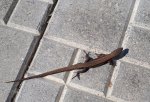 IMG-20180502-WA0003.jpg