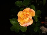 20180624_212805.jpg