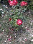 20180702_192047.jpg