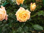 IMG_0062.JPG