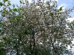 IMG_20200528_114610.jpg