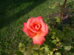 20200727_164248.jpg